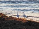 Von Busselton nach Geraldton_54