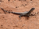 Von Cowell nach Esperance_43