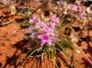 Von Geraldton nach Broome_39