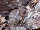 Von Katherine nach Mount Isa_58