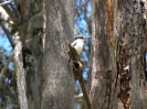 Von Kyogle nach Muswellbrook_20