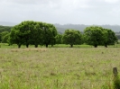 Von Kyogle nach Muswellbrook_27