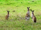 Kyogle Muswellbrook