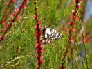 Von Kyogle nach Muswellbrook_4