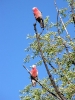 Von Kyogle nach Muswellbrook_5