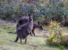 Australien