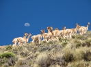 Von Cachi nach San Pedro de Atacama_15