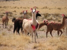 Von Cachi nach San Pedro de Atacama_18