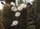 Von Las Flores nach San Fernando de Valle de Catamarca_6