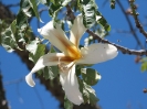 Von Las Flores nach San Fernando de Valle de Catamarca_8