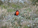 Von Punta Arenas nach Ushuaia_7