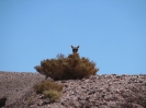 San Pedro de Atacama - Iquique