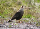 Von El Calafate nach Chaiten_12