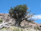 Von El Calafate nach Chaiten_32