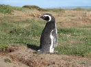 Von Punta Arenas nach El Calafate_10