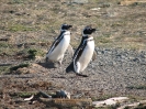 Von Punta Arenas nach El Calafate_14