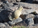 Calama - Tolar Grande