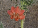 Calama - Tolar Grande