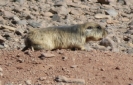 Calama - Tolar Grande