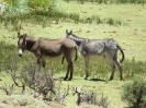 Fiambalá - Copiapo